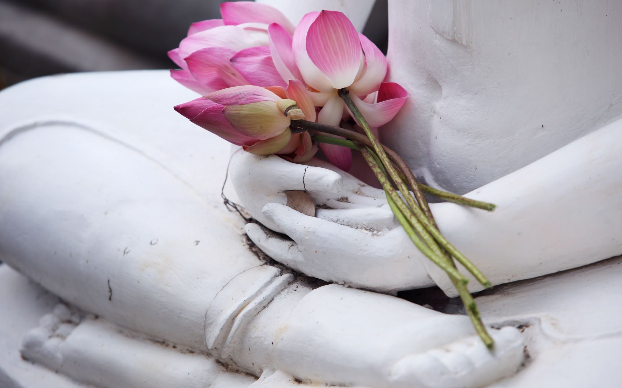 Buddhist Symbols Lotus Flower Meaning buddhist-symbols-lotus-flower-meaning