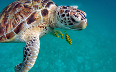 Turtle Spiritual Meaning: What Do They Symbolize in Jewelry?