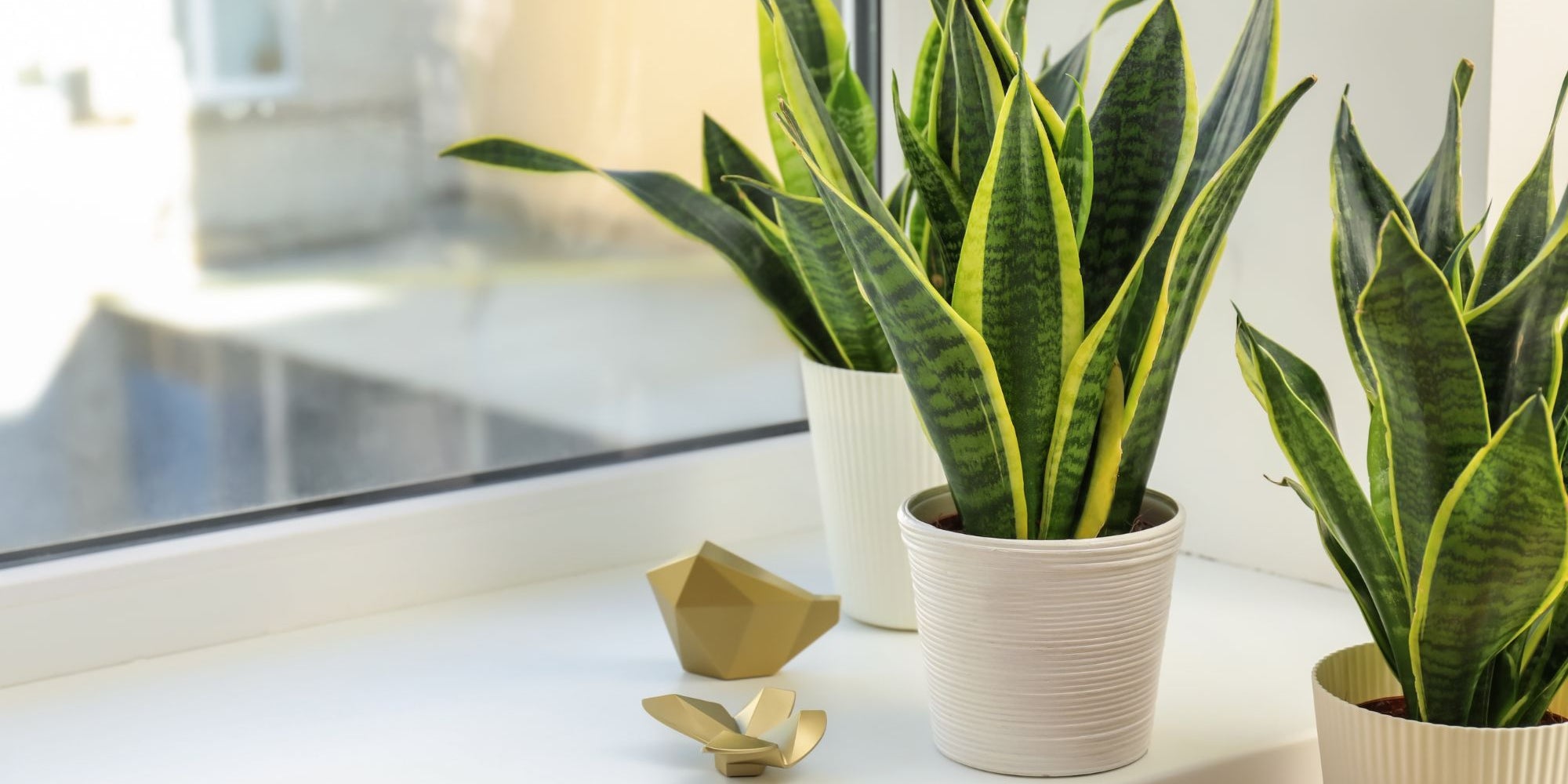 feng shui spring tips