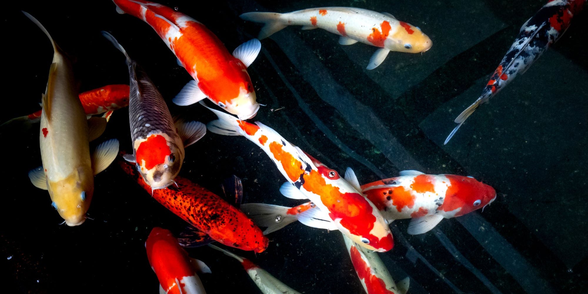 koi fish meaning and symbolism
