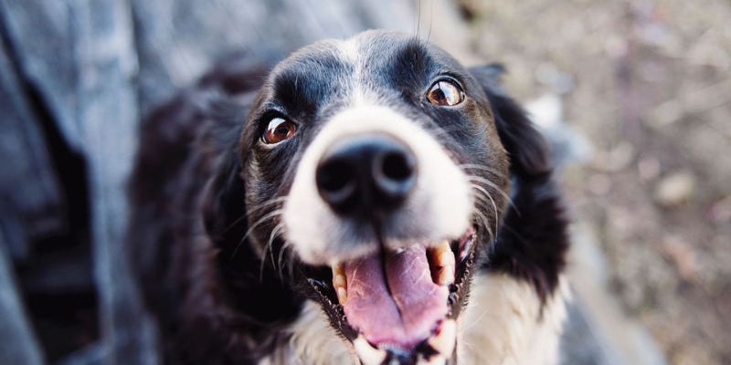 best crystals for dogs