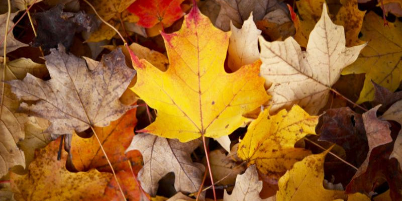 feng shui tips for the fall season