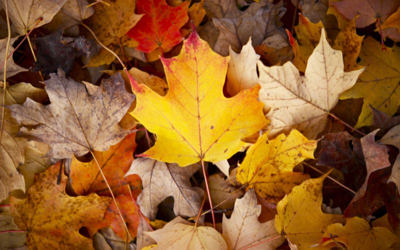 feng shui tips for the fall season