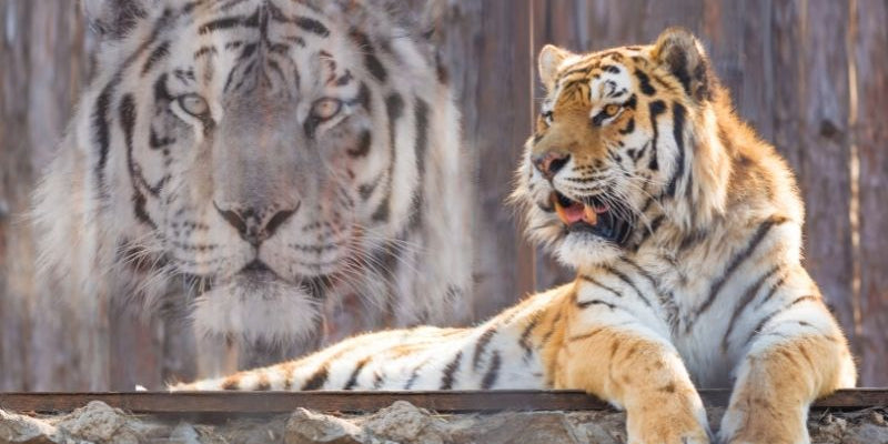 how to find your spirit animal