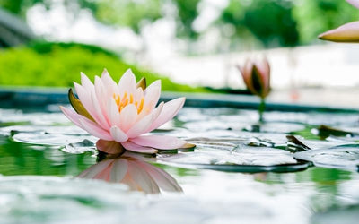 5 Sacred Plants That Can Help Improve Your Spirituality