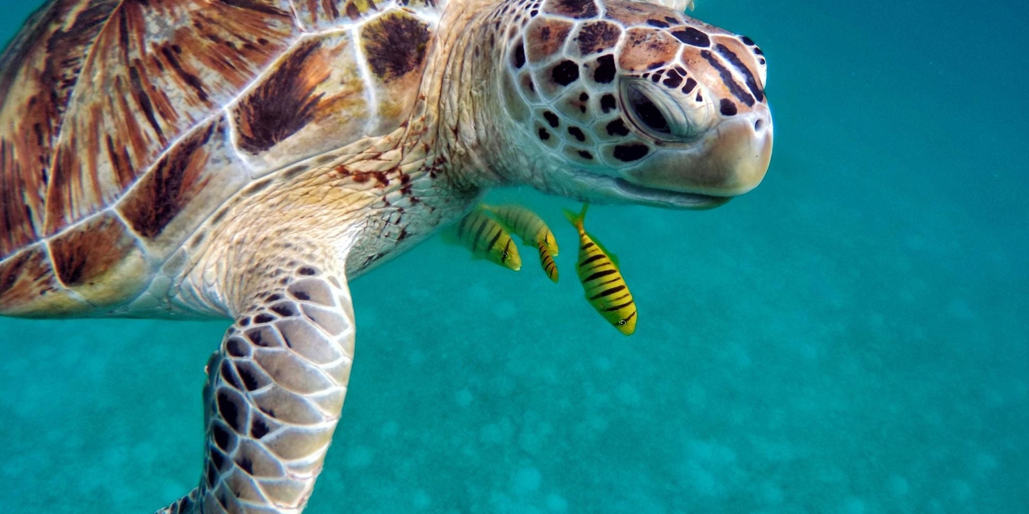 turtle spiritual meaning